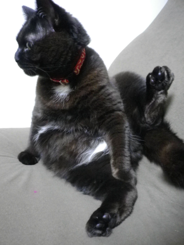 20120314_kogane01.png